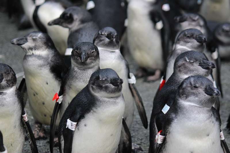 Climate change and fishing create 'trap' for penguins
