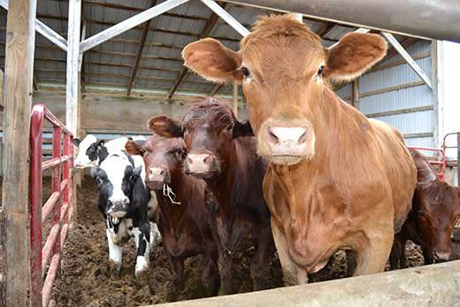 Improving the Illinois dairy industry, one farm at a time