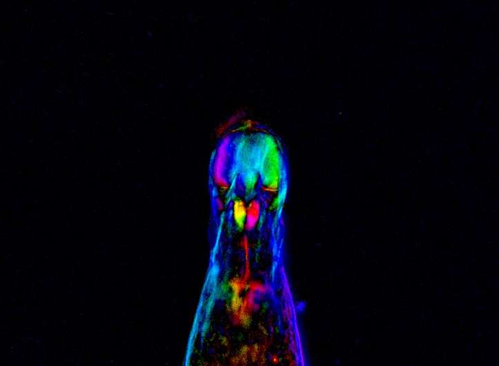 Newly discovered DNA sequences can protect chromosomes in rotifers