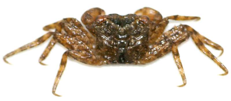 New species of terrestrial crab found climbing on trees in Hong Kong
