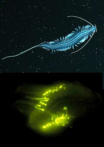 New study shows that three quarters of deep-sea animals make their own light