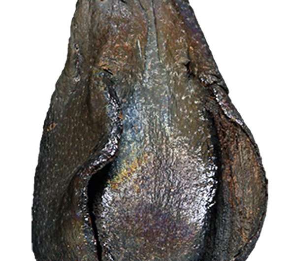 Paleontologists find fossil relative of Ginkgo biloba