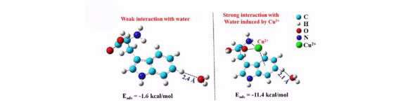Researchers explore ubiquitous interaction of biomolecules with water