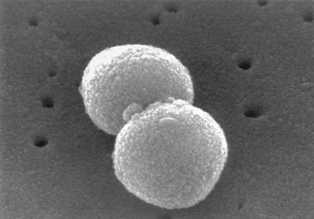 Scientists identify unique cell-signaling system in some S. pneumoniae strains