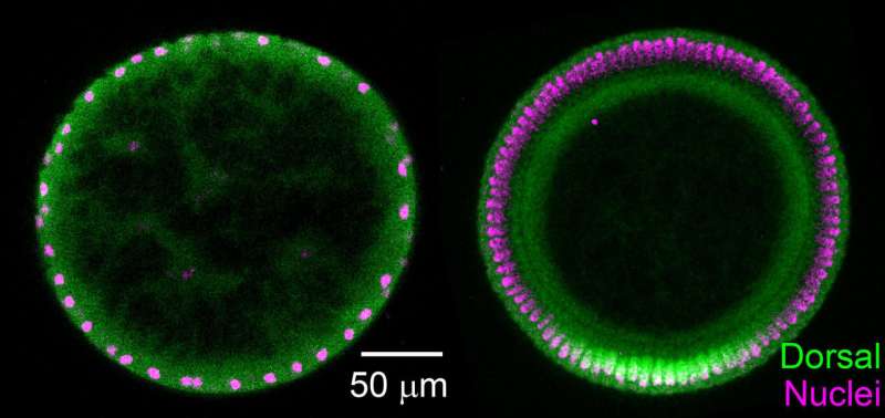 Researchers find diffusion plays unusual signaling role in drosophila embryos