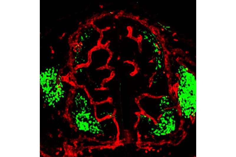 New insights into regulatory mechanisms help in understanding diseases of the central nervous system