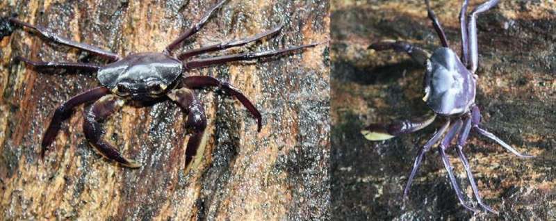 New species of tree living crab found in Western Ghats