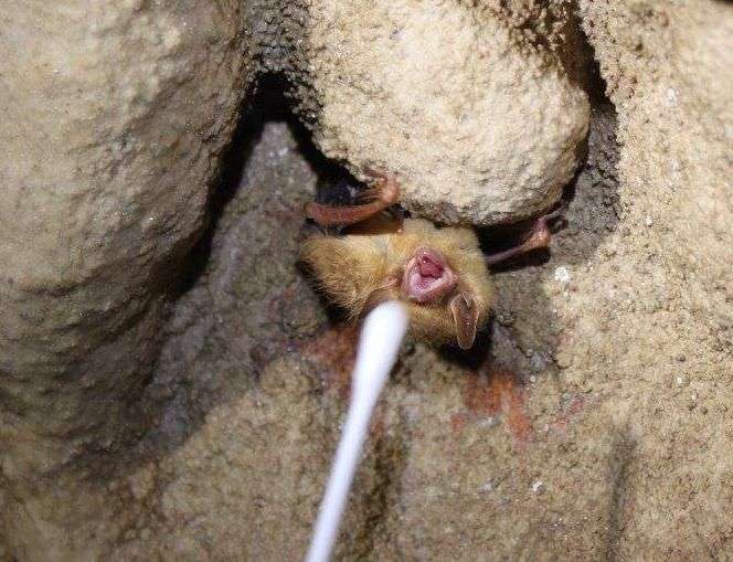 Researchers address disease deadly to bats