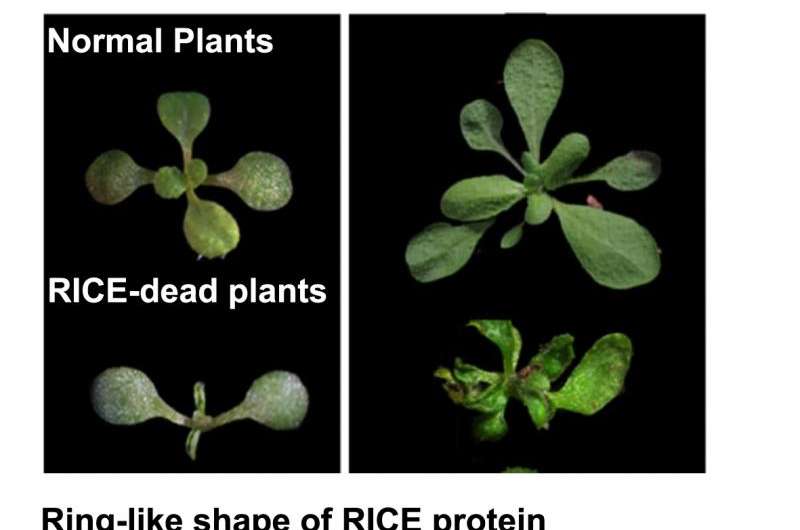 Scientists identify two new proteins connected to plant development