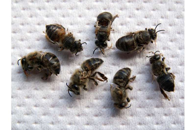 Scientists reveal core genes involved in immunity of honey bees