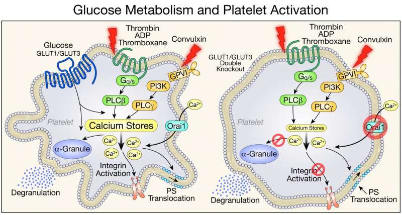 Study identifies multiple roles of glucose metabolism in platelet activation and survival