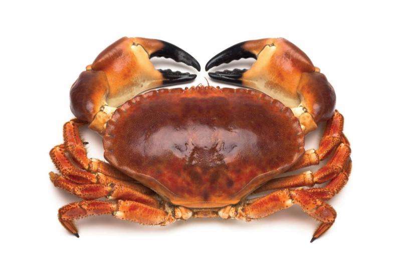 Understanding the health benefits of eating crab