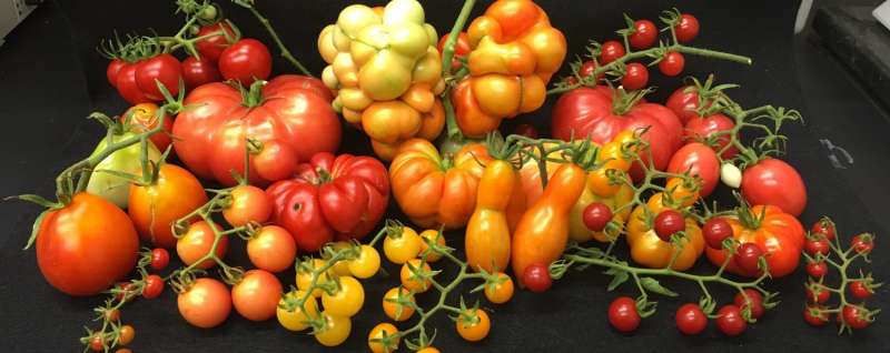 Researchers describe gene that makes large, plump tomatoes