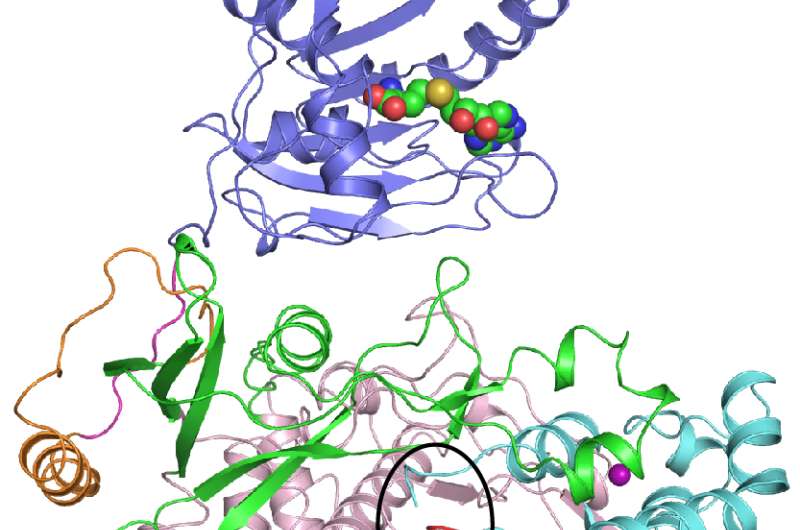 Researchers crack structure of key protein in Zika virus