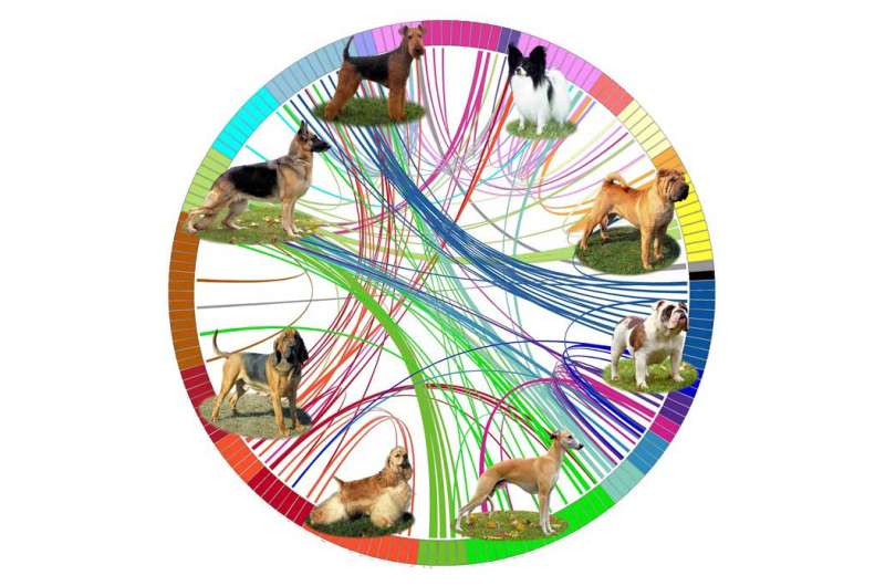 Researchers map the evolution of dog breeds