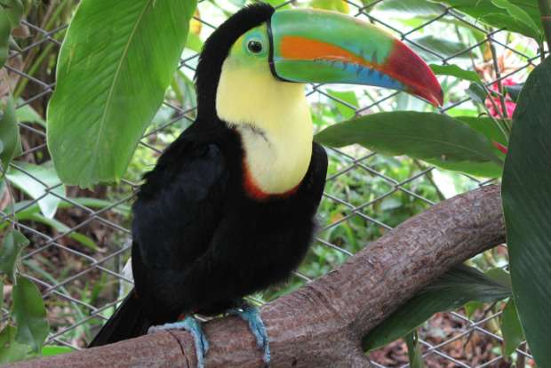 Study reveals new insights into the dining habits of toucans