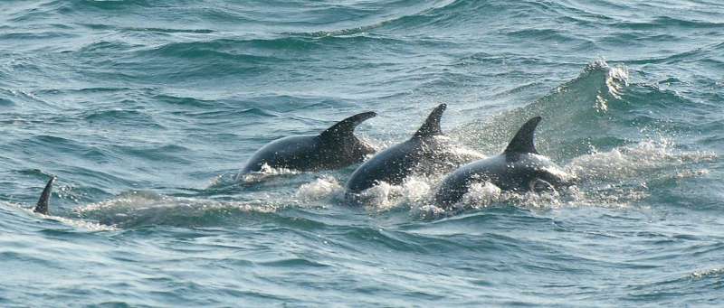 New research reveals England’s only resident bottlenose dolphins