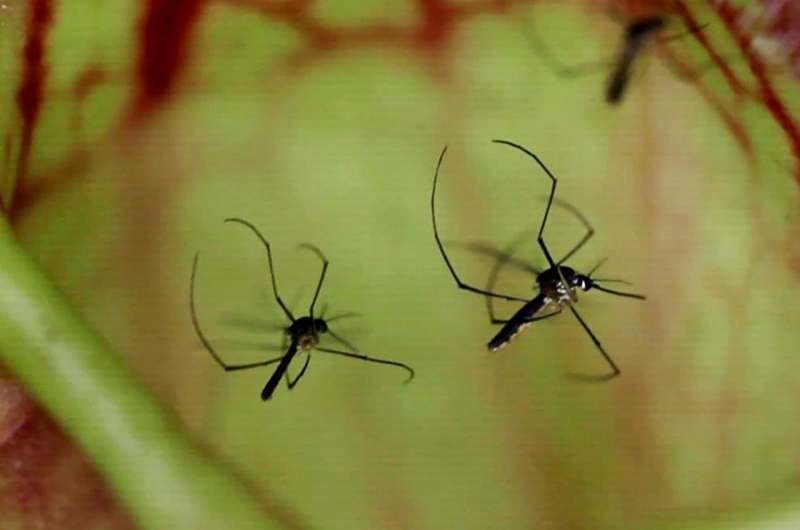 Researchers begin isolating blood-feeding and non-biting genes in mosquitoes