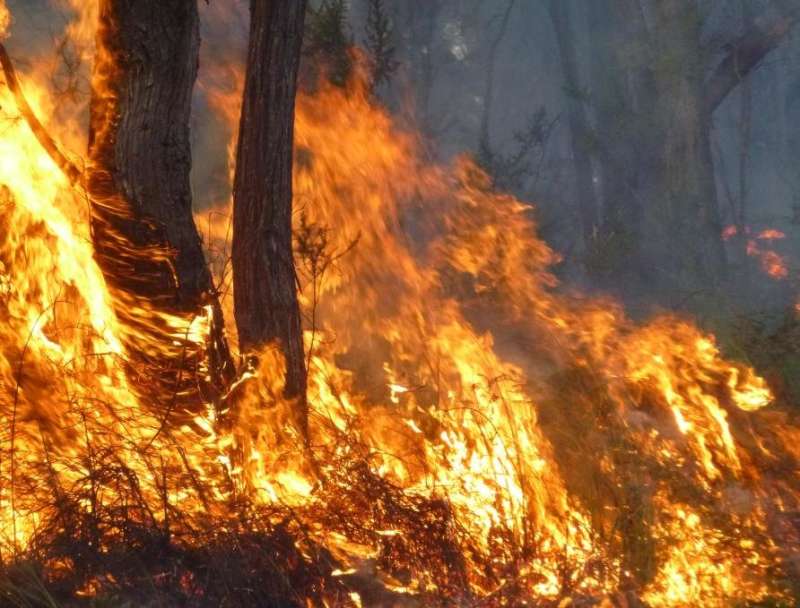 Research finds a dramatic increase in feral predators as fires make some native Australian animals even more vulnerable