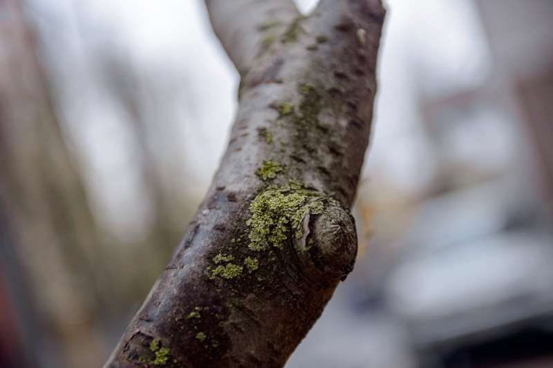 Scientists enlist lichens to monitor air pollution