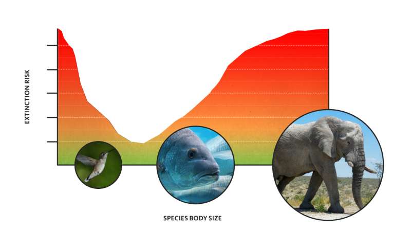 When it comes to the threat of extinction, size matters