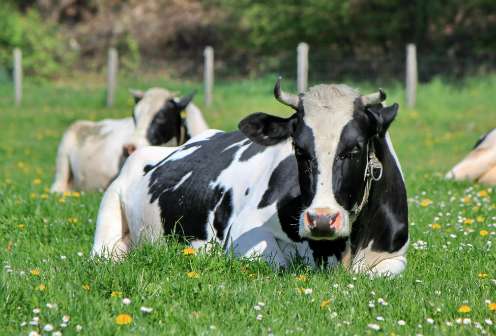 Researchers discover new cattle disease and prevent it from spreading