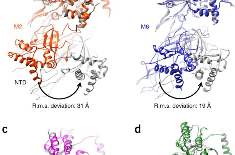 Scientists reveal open-ringed structure of Cdt1-Mcm2-7 complex