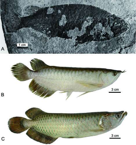 New species of arowana (osteoglossid fish) discovered from the Eocene of China