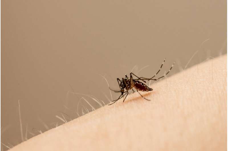 Researchers advance low-cost, low-tech Zika virus surveillance tool