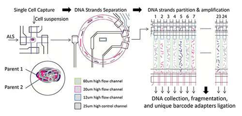 Scientists create device for ultra-accurate genome sequencing of single human cells