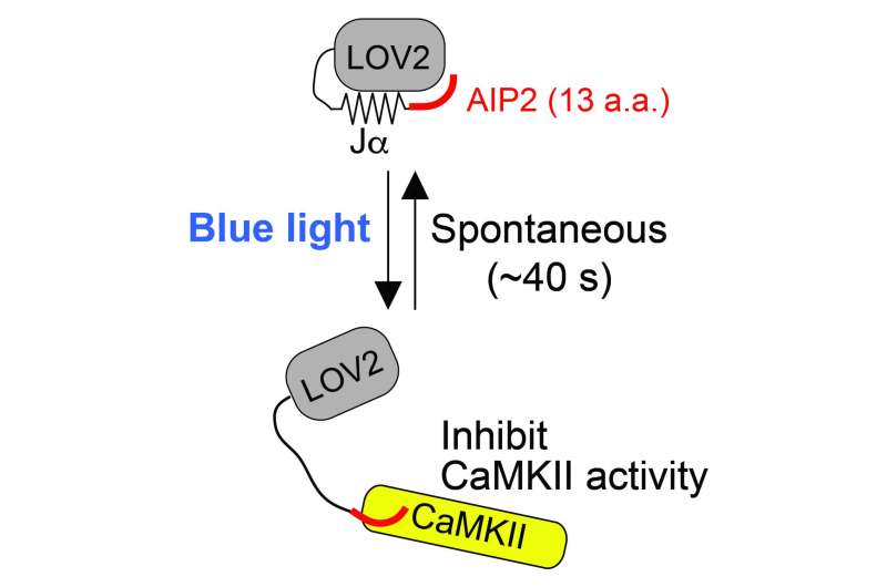 Scientists develop light-controllable tool to study CaMKII kinetics in learning and memory