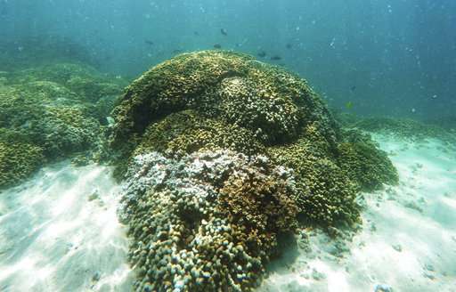 Scientists: Half of Hawaii's coral reefs bleached in 2014-15