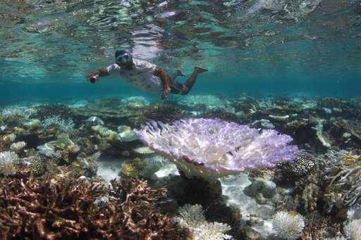 Scientists race to prevent wipeout of world's coral reefs