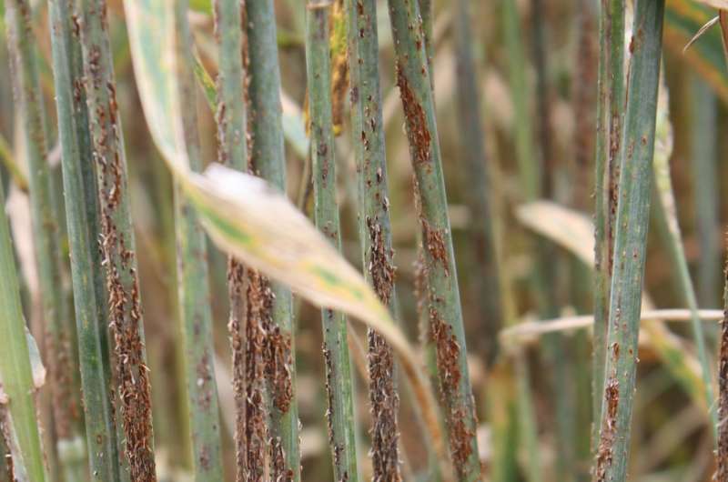 Study identifies likely scenarios for global spread of devastating crop disease