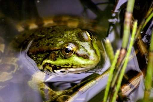 Conservationists have called for restrictions to frog hunting because of the animal's declining population