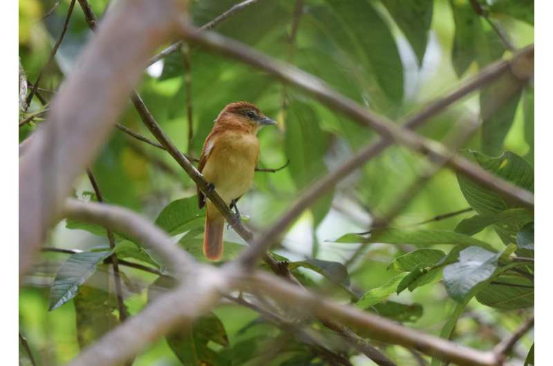 New research suggests bird songs isolate species