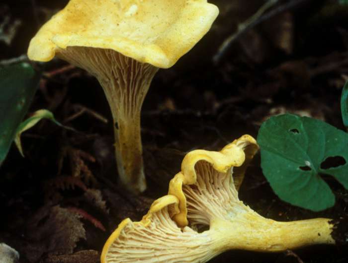 Researchers re-classify mistaken-identity mushrooms