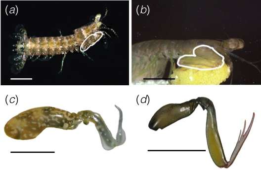 Researcher studies the feeding habits of stomatopod crustaceans