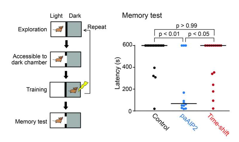 Scientists develop light-controllable tool to study CaMKII kinetics in learning and memory
