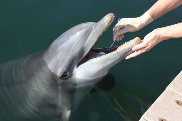 Researchers discover poorly understood bacterial lineages in the mouths of dolphins