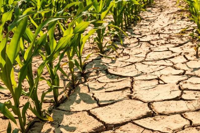 Climate change to worsen drought, diminish corn yields in Africa