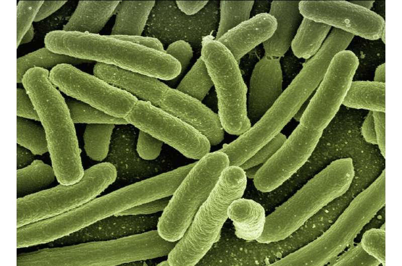 Scientists engineer microbes to form ‘memories’ of their environment