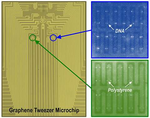 Researchers develop graphene nano 'tweezers' that can grab individual biomolecules