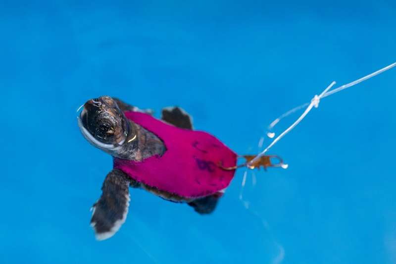 Conservation study uses tiny treadmills to test sea turtle hatchling stamina
