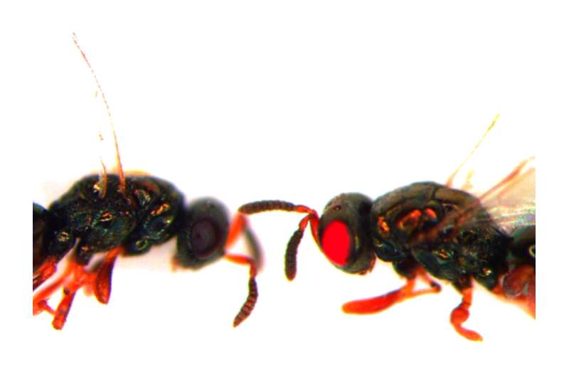 Researchers create red-eyed mutant wasps
