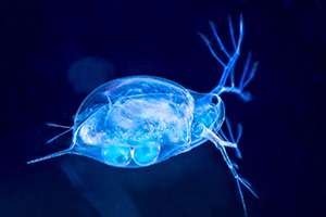 Scientists reveal new and improved genome sequence of Daphnia pulex