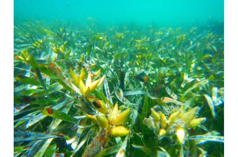 Study identifies bottlenecks in early seagrass growth