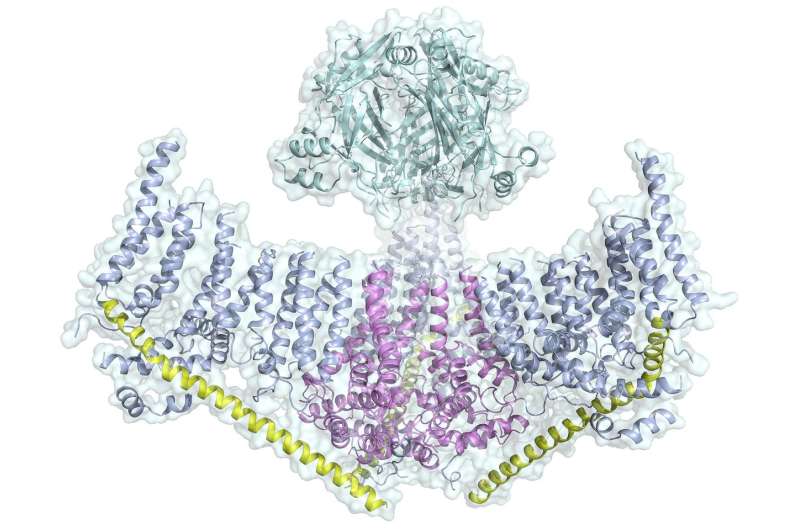 Researchers get first complete look at protein behind sense of touch
