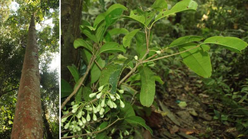 150-year records gap on Sulawesi ends with 5 new species in the world's largest tree genus