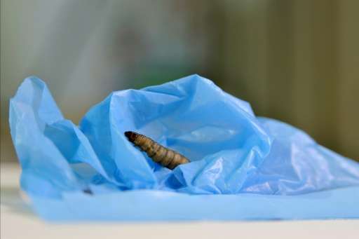 A handout picture released by the Spanish National Research Council (CSIC) shows a moth caterpillar on a plastic bag during a sc